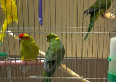 kakariki 1