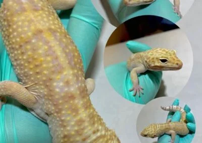 reptile
